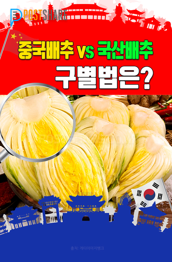 '김장철' 중국배추 VS 국산배추, 구별법은?