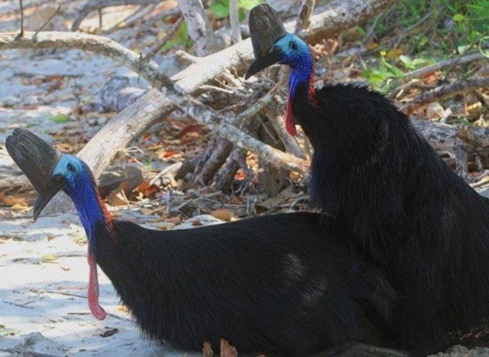기네스북까지 올랐다는, 세계에서 가장'위험한' 새