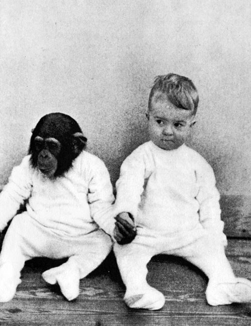 새끼 침팬지를 인간 아기와 함께 키우면 어떻게 될까?