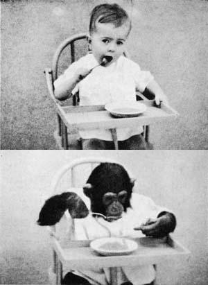 새끼 침팬지를 인간 아기와 함께 키우면 어떻게 될까?