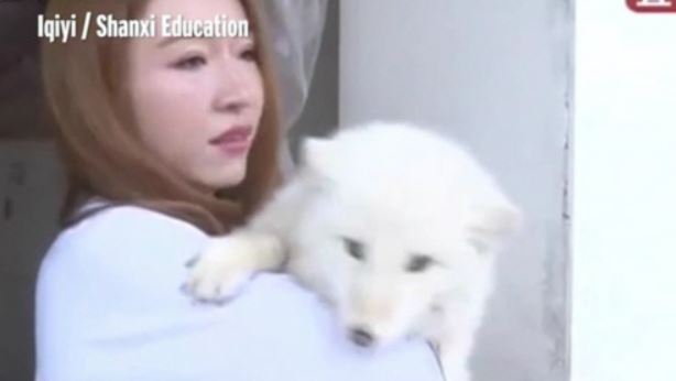 중국은 반려견도 가짜'스피츠' 인 줄 알았던 강아지의 소름돋는 정체