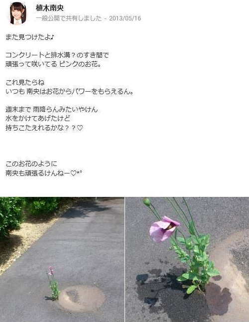 일본 아이돌 멤버가 꽃에 물줬다가'경찰 조사' 받은 이유