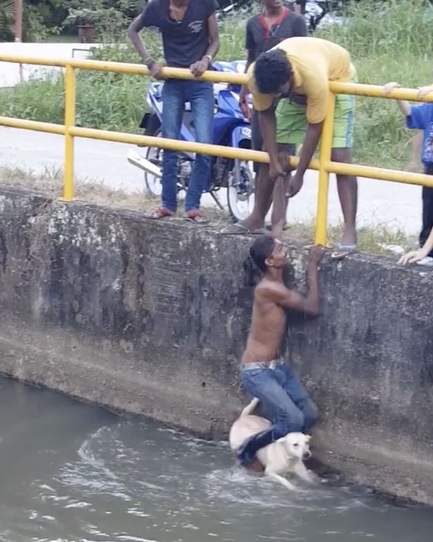 물에 빠져 허우적대는 강아지를 위해'난간'에 매달린 남성