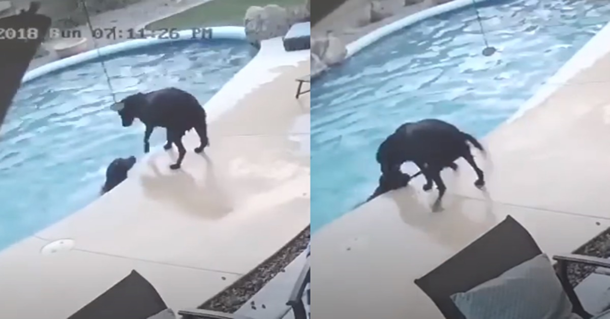 수영장에 강아지가 빠지자 이를 본 다른 강아지는 다급하게 뛰어오는데...
