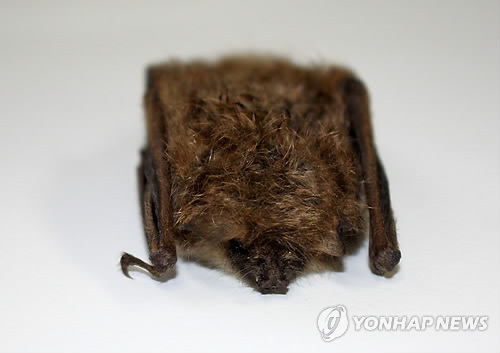최근 한국에서 발견된 멸종위기 동물의 정체 ㄷㄷ